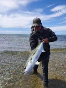 Golden bay kingfish