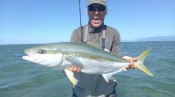 Puponga kingfish