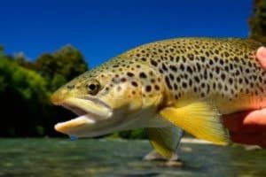 gallery-uppacreeek--300x200-650x433 gallery-uppacreeek--300x200-650x433