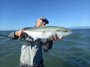 Puponga kingfish