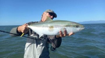Puponga kingfish