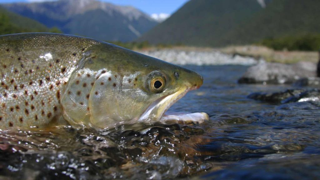 Motueka River fly fishing Nelson New Zealand